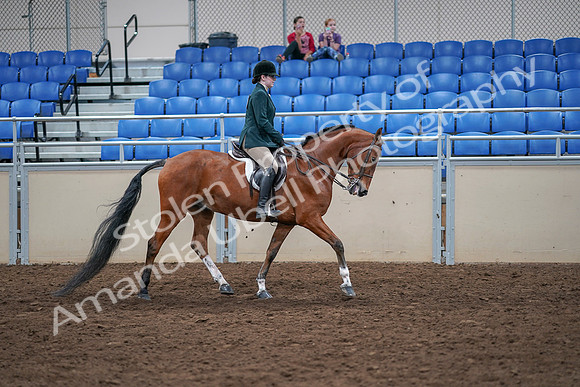 2020 - AB Morgan Horse - Sat, Sept 05 - 05116