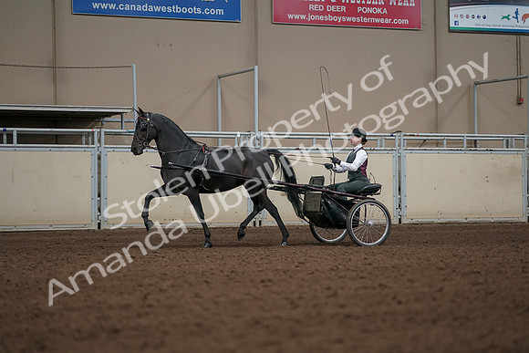 2019 Morgan Horse Show - Aug 31, 2019 - 04651