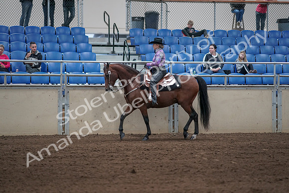 2019 Morgan Horse Show - Sept 01, 2019 - 06769
