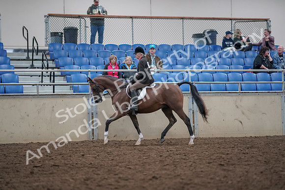 2019 Morgan Horse Show - Aug 31, 2019 - 15864