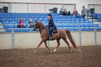 2019 Morgan Horse Show - Aug 31, 2019 - 16903