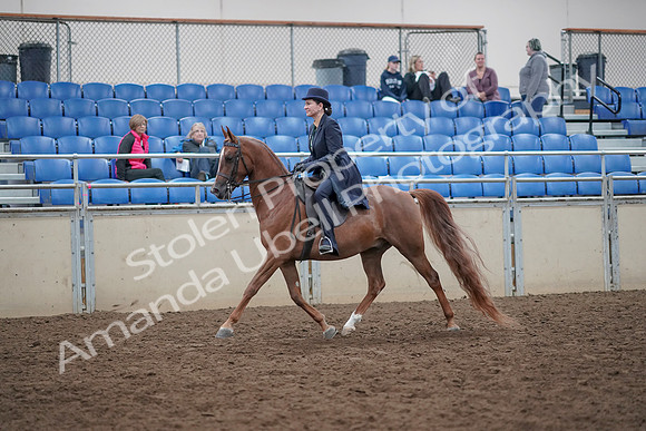 2019 Morgan Horse Show - Aug 31, 2019 - 16903