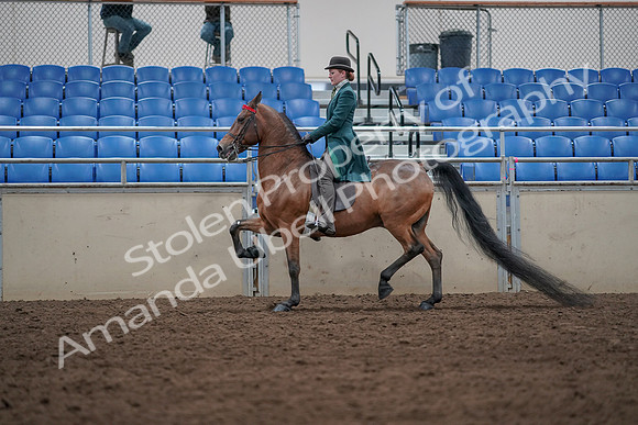 2019 Morgan Horse Show - Sept 01, 2019 - 13227