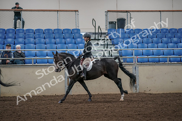 2019 Morgan Horse Show - Aug 31, 2019 - 05116