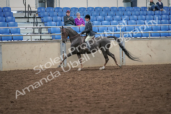 2019 Morgan Horse Show - Aug 30, 2019 - 20490