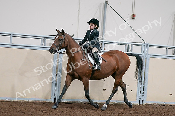 2020 - AB Morgan Horse - Fri, Sept 04 - 02049