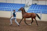 2020 - AB Morgan Horse - Sat, Sept 05 - 00543