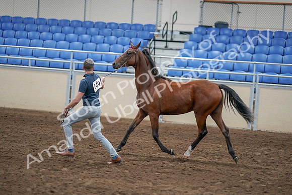 2020 - AB Morgan Horse - Sat, Sept 05 - 00543