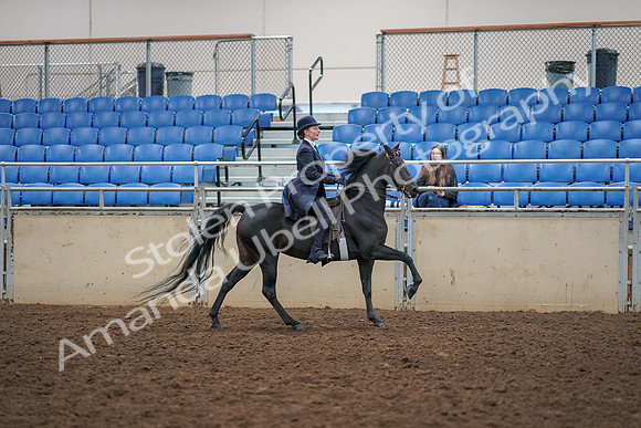 2019 Morgan Horse Show - Aug 30, 2019 - 12491