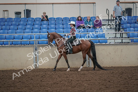 2019 Morgan Horse Show - Aug 30, 2019 - 25934