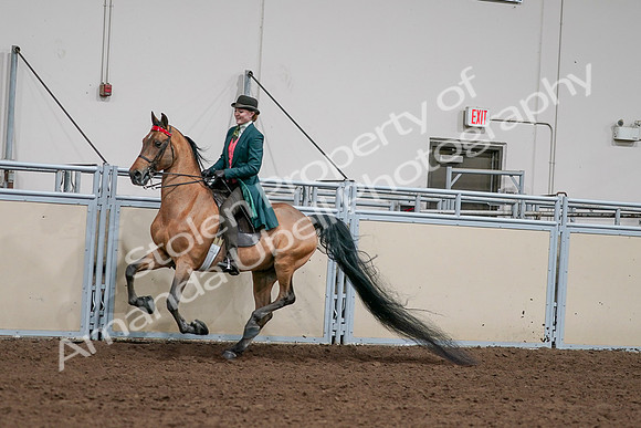 2020 - AB Morgan Horse - Sat, Sept 05 - 13790