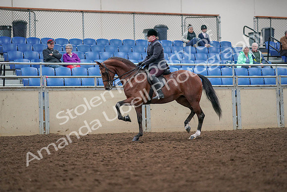 2019 Morgan Horse Show - Aug 30, 2019 - 20433