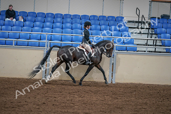 2020 - AB Morgan Horse - Fri, Sept 04 - 06052
