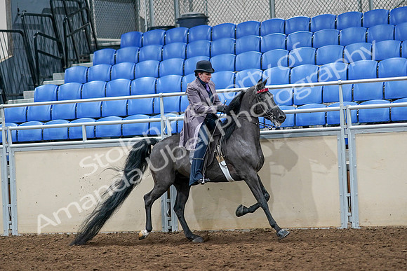 2020 - AB Morgan Horse - Sat, Sept 05 - 13814