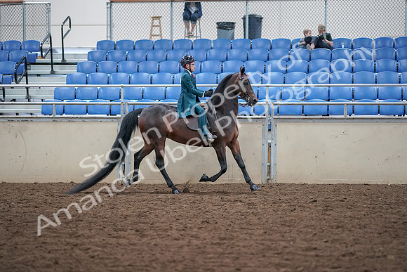 2019 Morgan Horse Show - Aug 30, 2019 - 18172