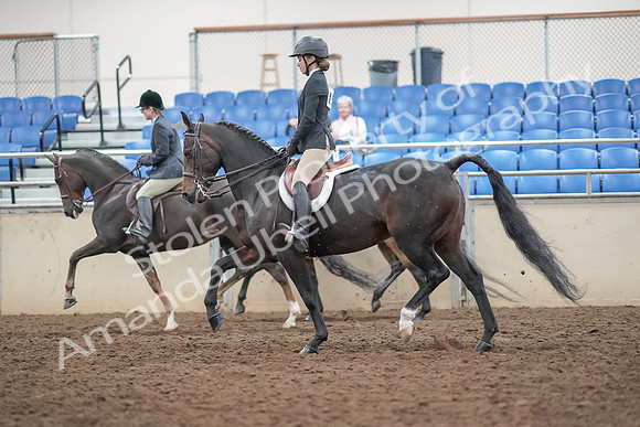 2019 Morgan Horse Show - Aug 30, 2019 - 20241