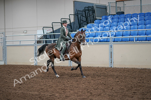 2020 - AB Morgan Horse - Fri, Sept 04 - 03417