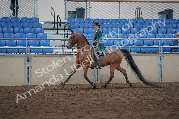 2019 Morgan Horse Show - Sept 01, 2019 - 13177