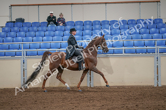 2020 - AB Morgan Horse - Fri, Sept 04 - 08041