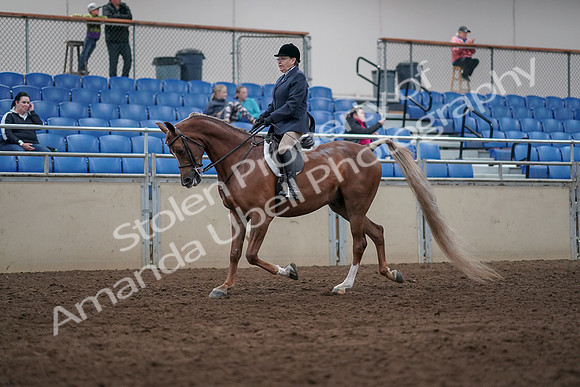2019 Morgan Horse Show - Sept 01, 2019 - 08524