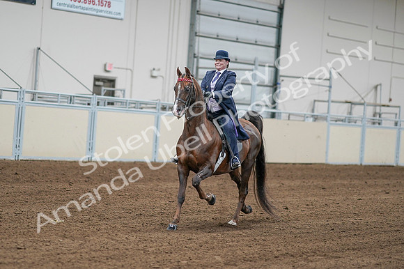 2020 - AB Morgan Horse - Fri, Sept 04 - 08182