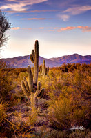 Landscapes - US - 013