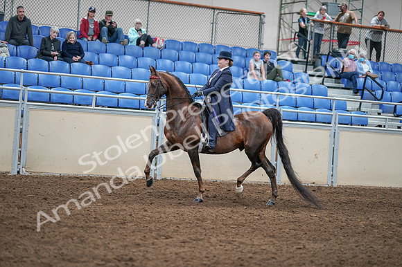 2020 - AB Morgan Horse - Fri, Sept 04 - 07900