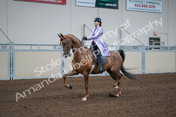 2020 - AB Morgan Horse - Fri, Sept 04 - 05019