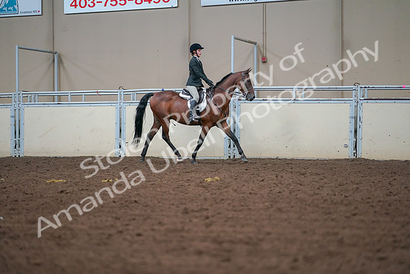 2019 Morgan Horse Show - Aug 30, 2019 - 20842
