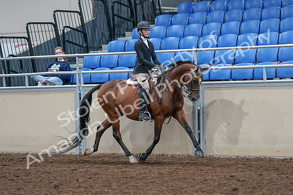 2020 - AB Morgan Horse - Fri, Sept 04 - 06109