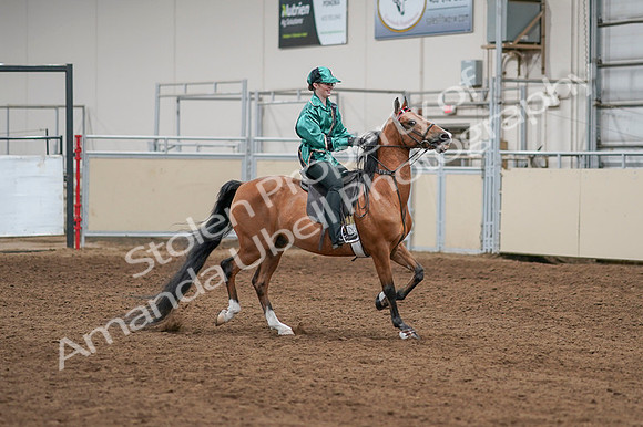 2020 - AB Morgan Horse - Fri, Sept 04 - 08676