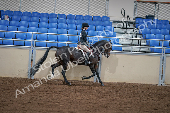 2020 - AB Morgan Horse - Fri, Sept 04 - 06054
