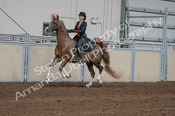 2020 - AB Morgan Horse - Fri, Sept 04 - 09717