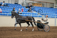 2020 - AB Morgan Horse - Sat, Sept 05 - 05840