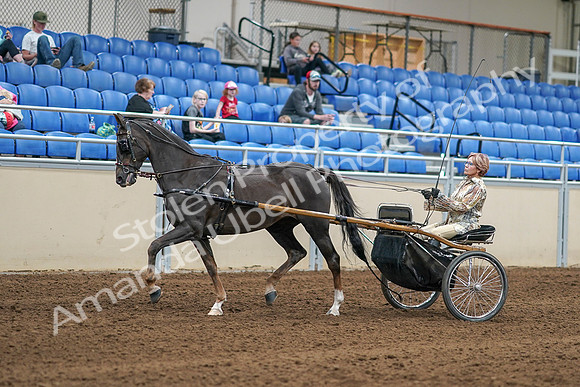 2020 - AB Morgan Horse - Sat, Sept 05 - 05840