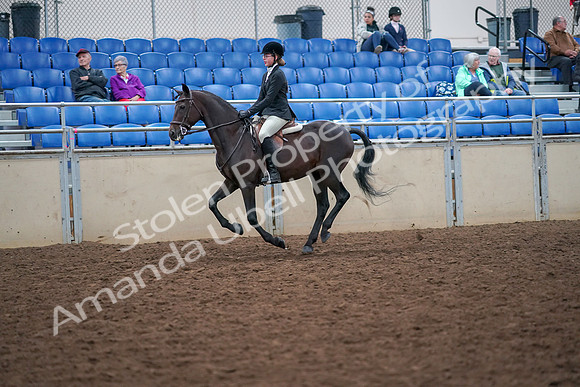 2019 Morgan Horse Show - Aug 30, 2019 - 20530