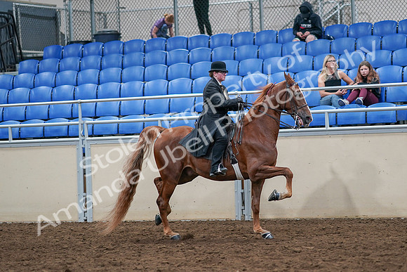 2020 - AB Morgan Horse - Sat, Sept 05 - 08258
