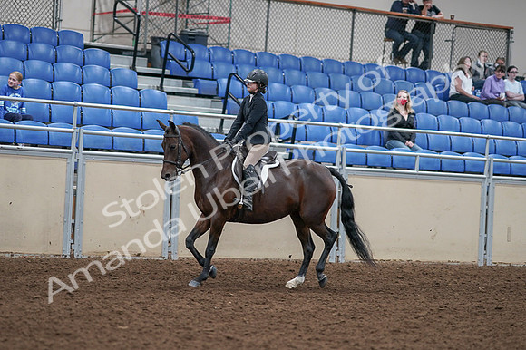 2020 - AB Morgan Horse - Fri, Sept 04 - 05897