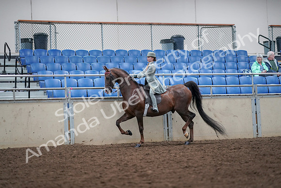 2019 Morgan Horse Show - Aug 30, 2019 - 17862