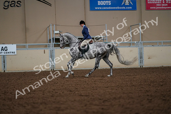 2019 Morgan Horse Show - Aug 30, 2019 - 22426