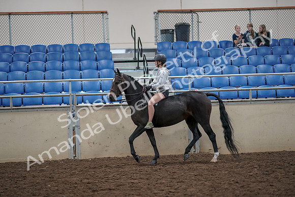 2019 Morgan Horse Show - Aug 30, 2019 - 31045