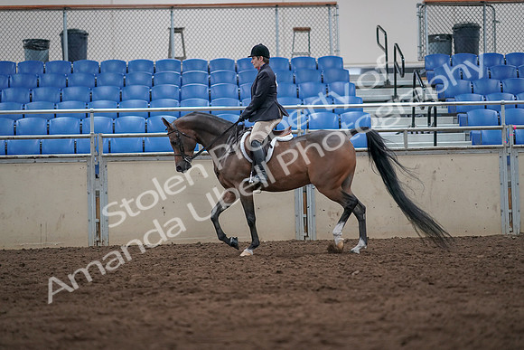 2019 Morgan Horse Show - Sept 01, 2019 - 08596