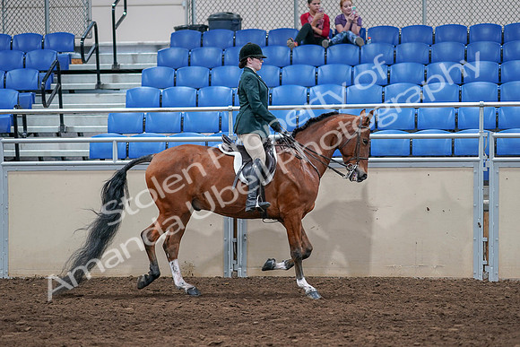 2020 - AB Morgan Horse - Sat, Sept 05 - 05196