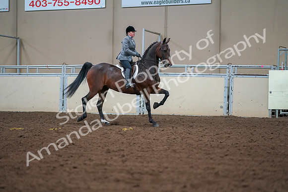 2019 Morgan Horse Show - Aug 30, 2019 - 20829