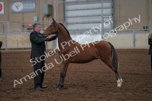 2019 Morgan Horse Show - Aug 30, 2019 - 25595
