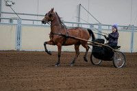 2020 - AB Morgan Horse - Fri, Sept 04 - 01060