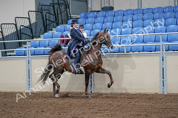 2020 - AB Morgan Horse - Fri, Sept 04 - 08081
