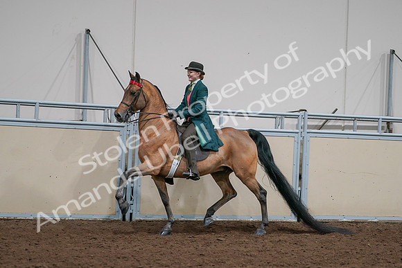 2020 - AB Morgan Horse - Sat, Sept 05 - 13687