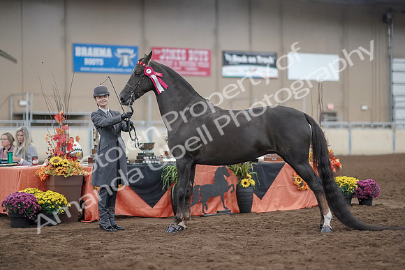2019 Morgan Horse Show - Aug 31, 2019 - 02084