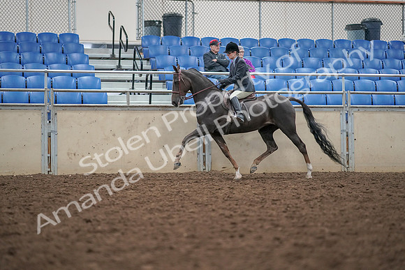 2019 Morgan Horse Show - Aug 30, 2019 - 20420